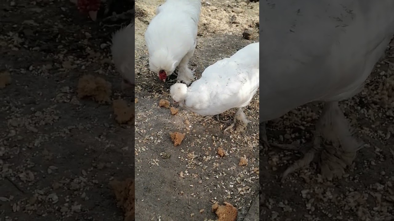 турецкая султанка....