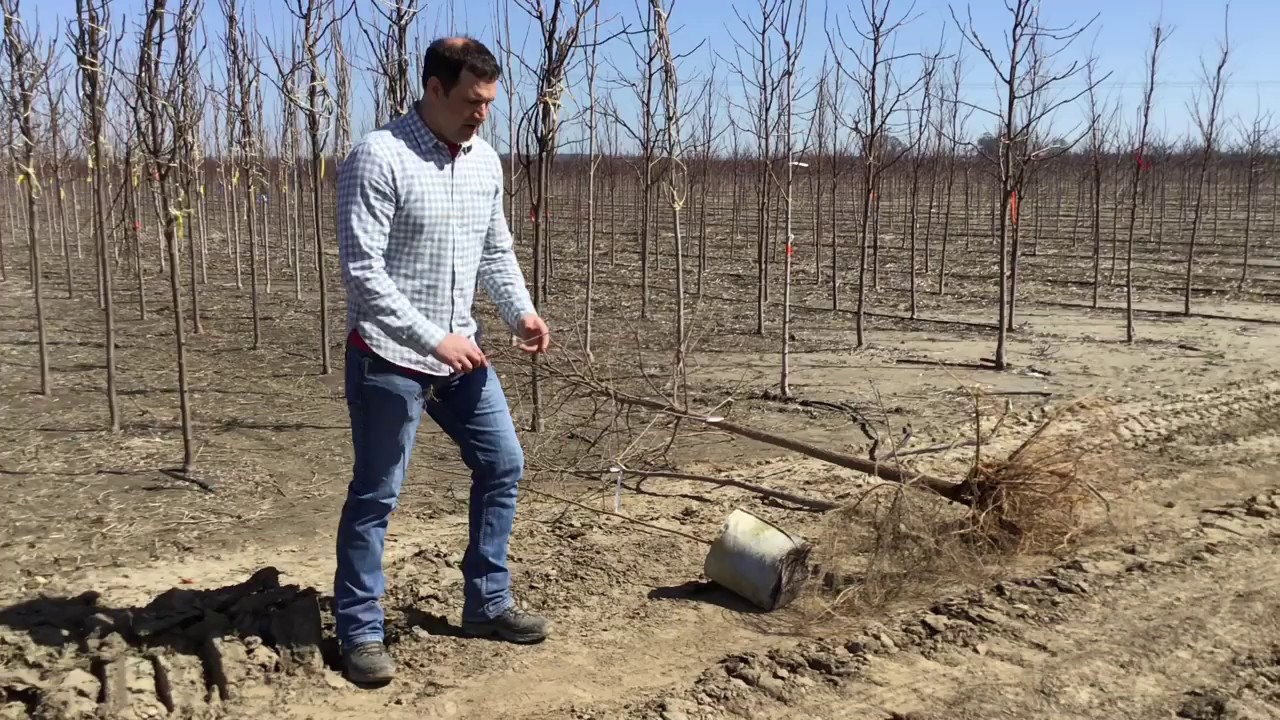 Tory Schwope discusses Schwope  Brothers Tree Farm growing process