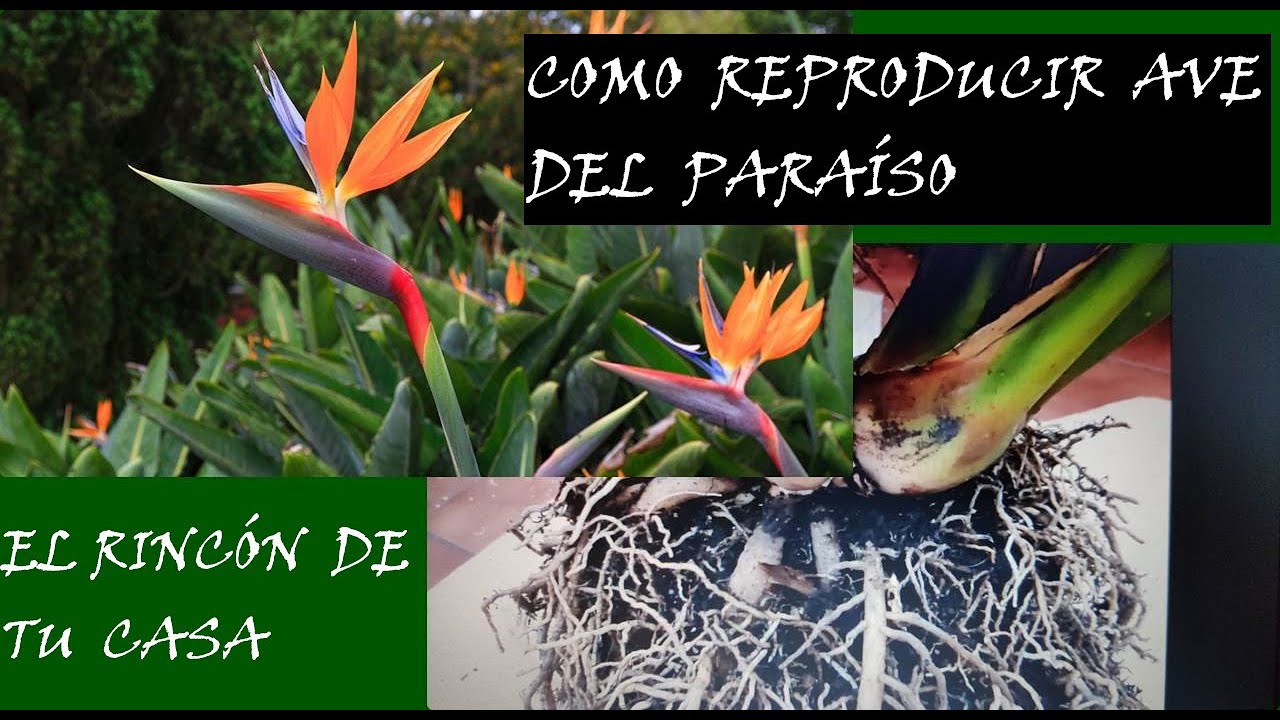 COMO REPRODUCIR AVE DEL PARAÍSO