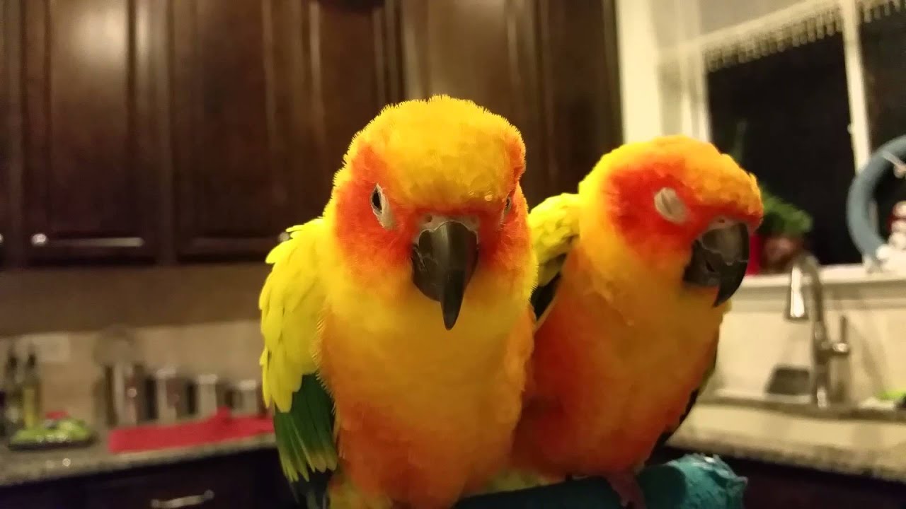 Sleepy sun conure talking