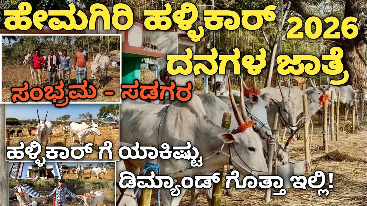ಹೇಮಗಿರಿ ಹಳ್ಳಿಕಾರ್ ದನಗಳ ಜಾತ್ರೆ 2026| ಹಳ್ಳಿಕಾರ್ ಗೆ ಎಷ್ಟು ಡಿಮ್ಯಾಂಡ್ ಗೊತ್ತ|#Hemagirijathre KR pete #vlog
