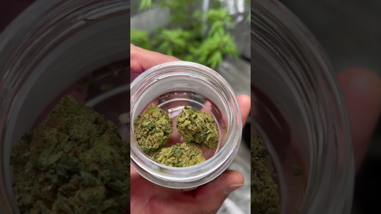White Durban