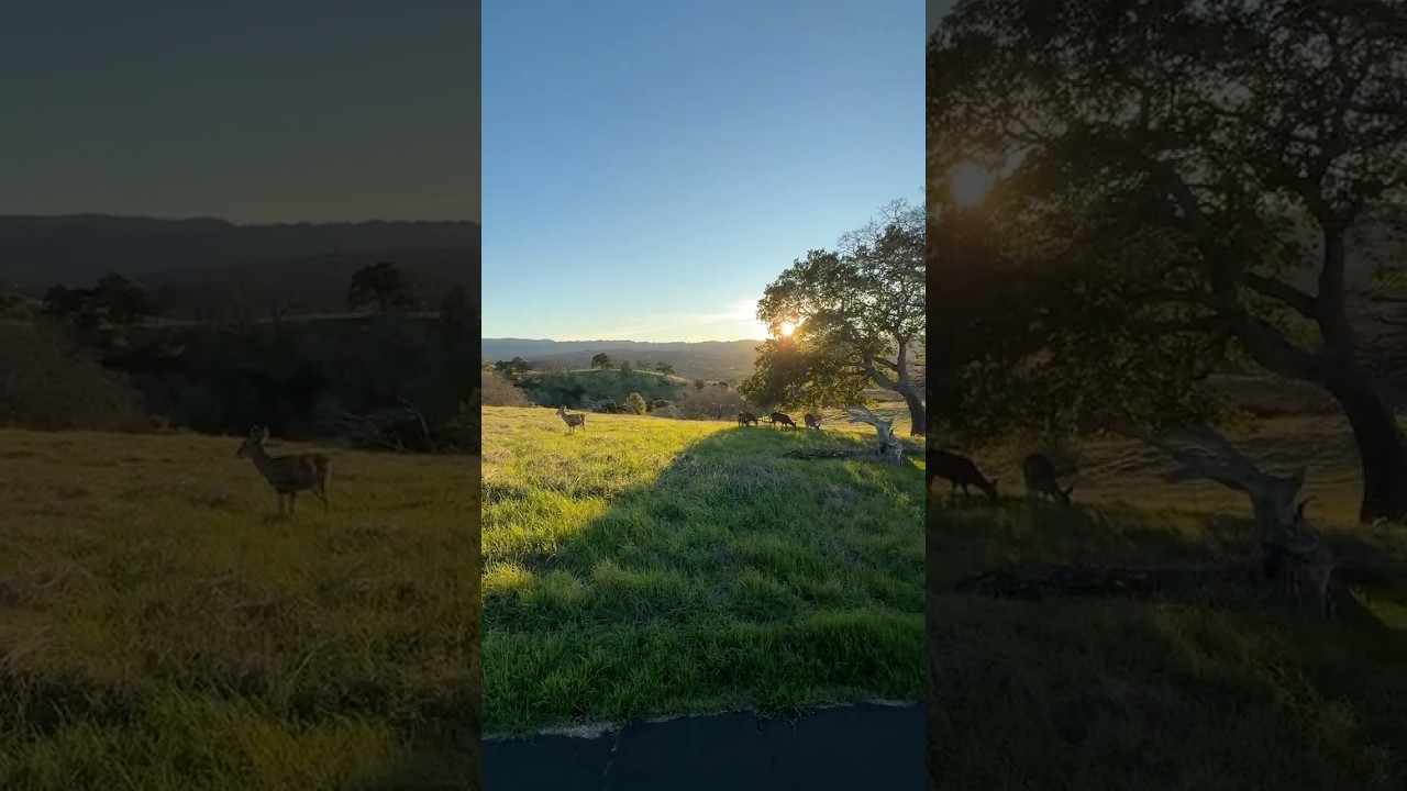 ✨ Stanford Dish Trail Sunset | Epic California Nature Walk 🌄 