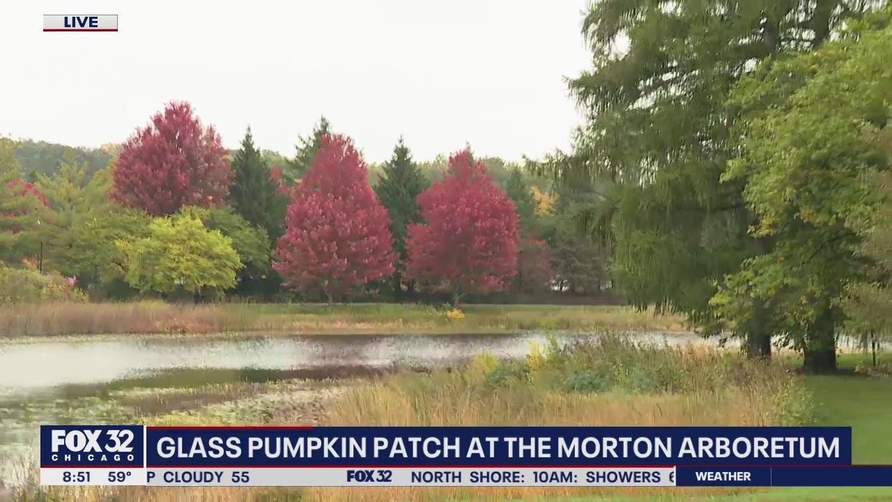 Fall colors are starting to pop at the Morton Arboretum.