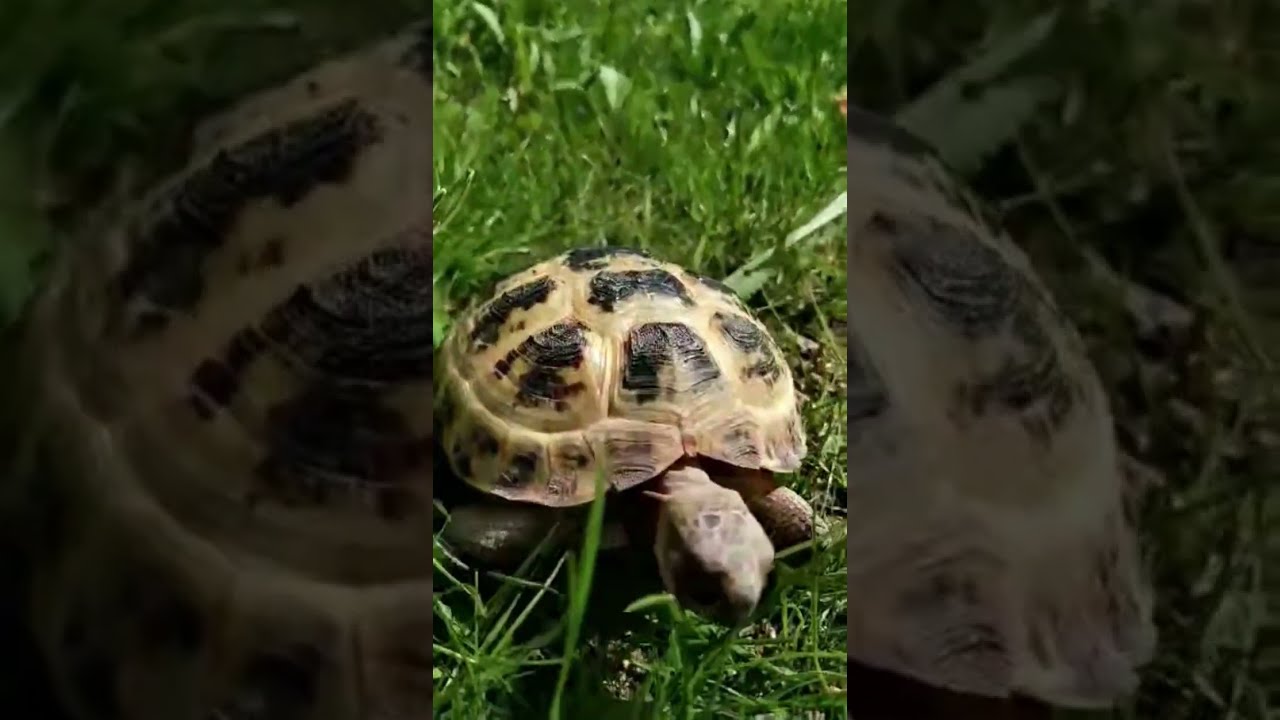 Zielona Kuchnia Turtka: Zupa z sałaty