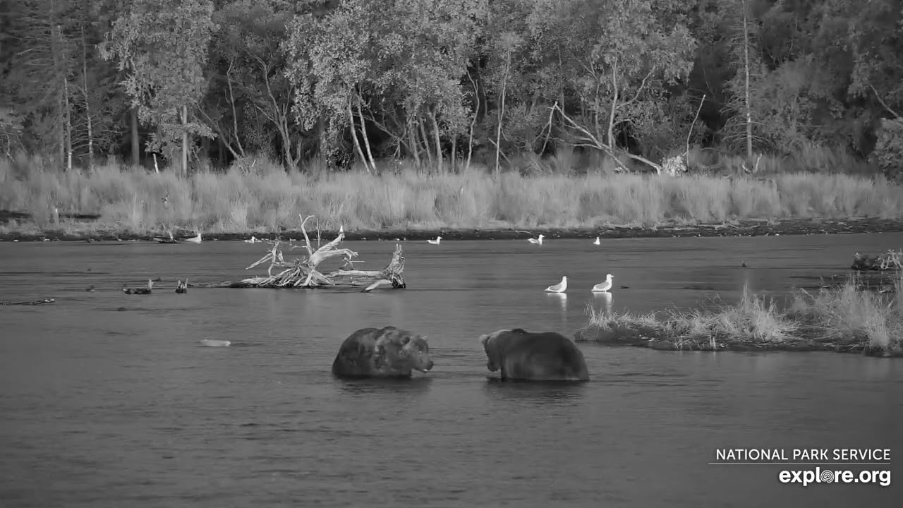 164 and 469 mutter at each other. Brooks River, Katmai, Alaska 28 Sept 2025 (explore.org)