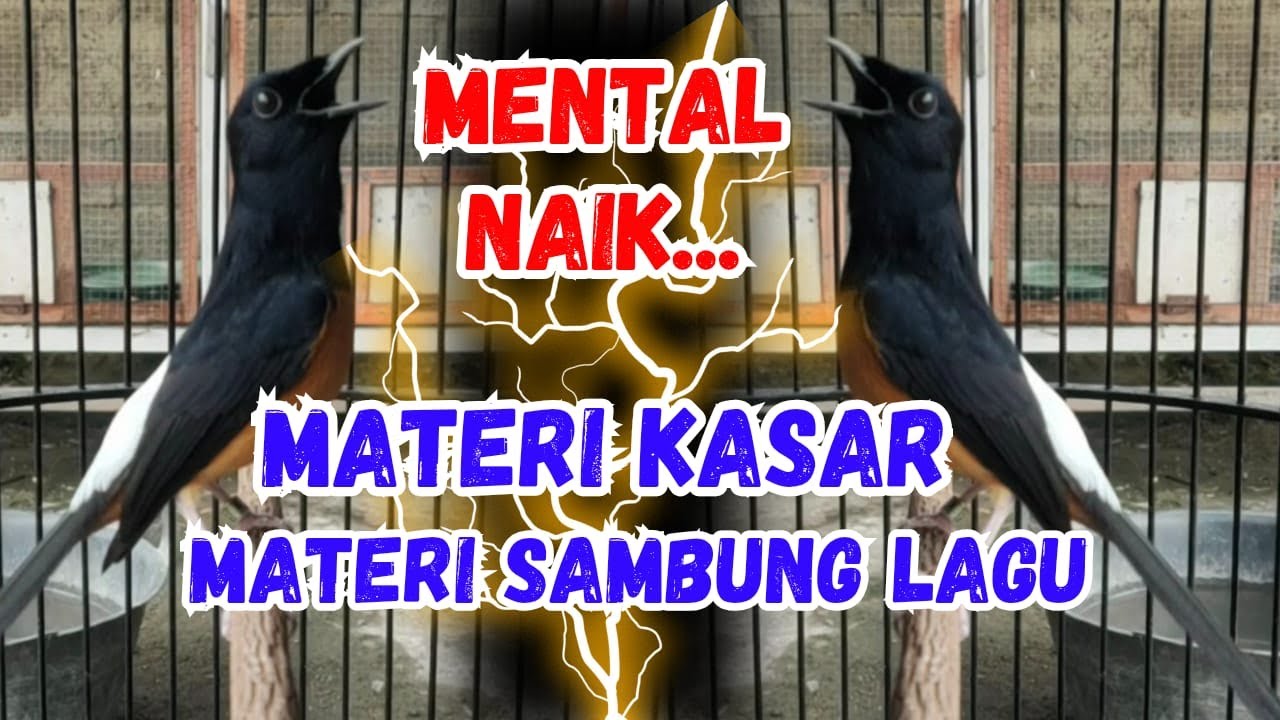 100%Pancingan Murai Batu GACOR AMPUUH menjadikan murai batu cepat gacor bunyi EMOSI