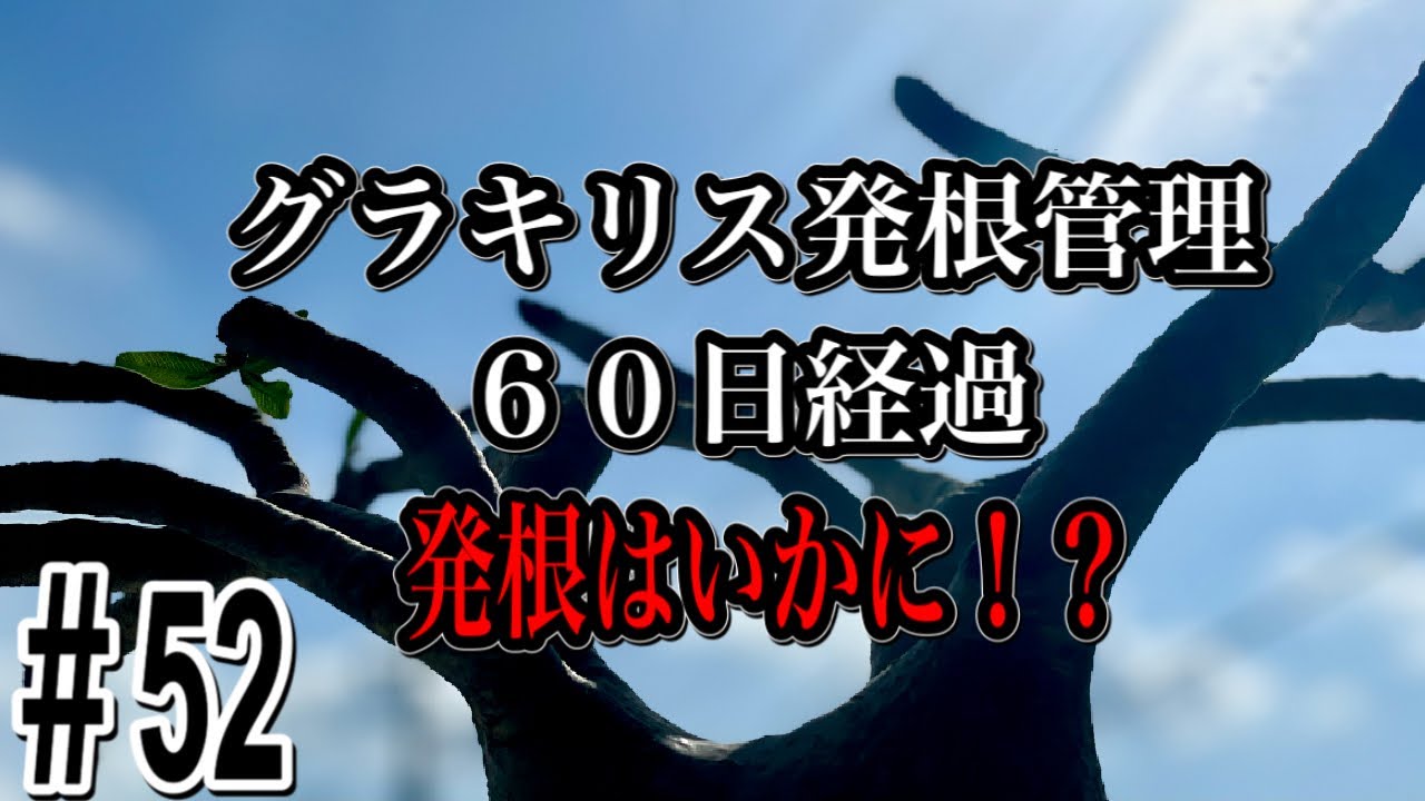 『塊根植物／コーデックス』グラキリス発根管理６０日経過…発根はいかに…！？
