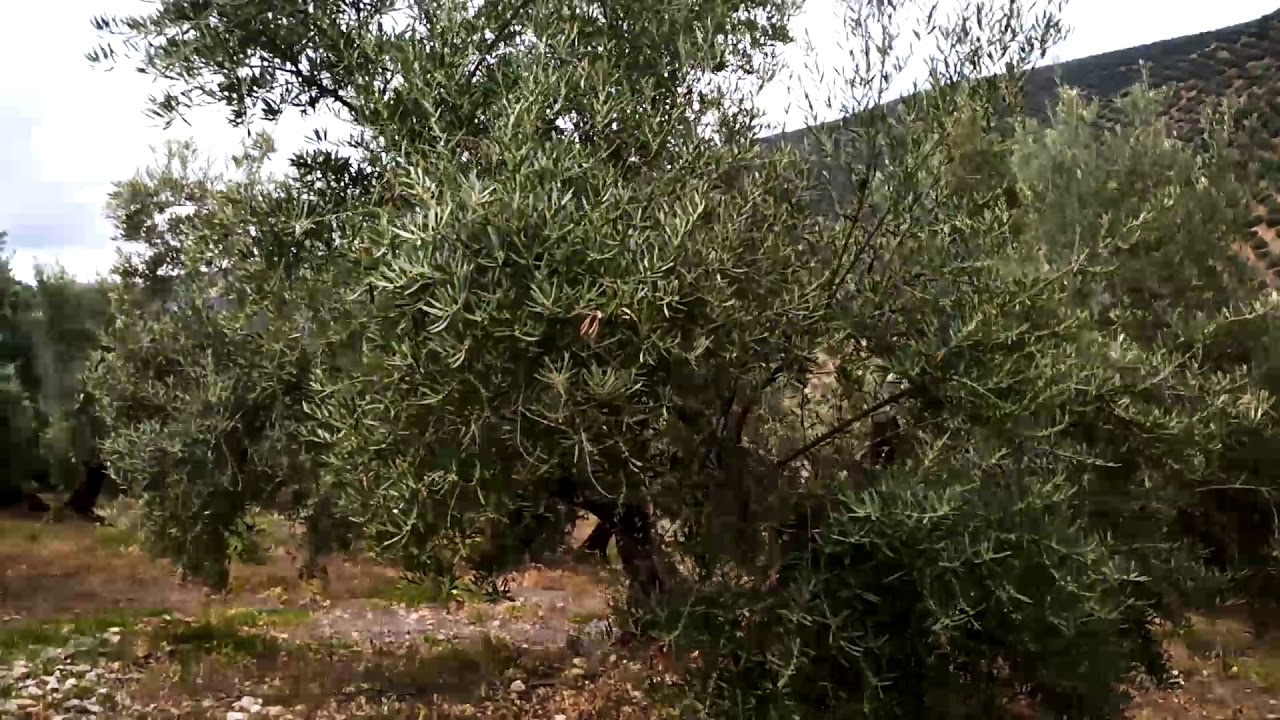 Intensificacion del olivar, pistacho. Cornicabra