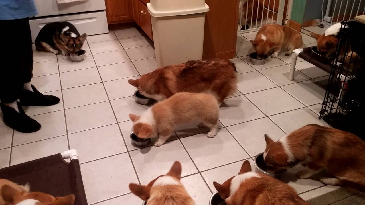 Corgi Pack Eating with puppies..intact males and females