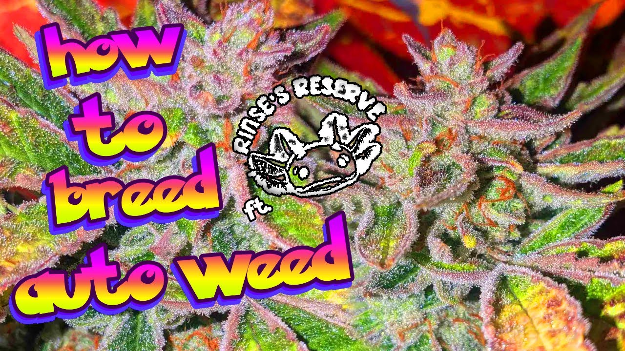 how to breed and grow autoflowers - Rinse's Reserve #breedtoharvest #seedtoharvest #podcast