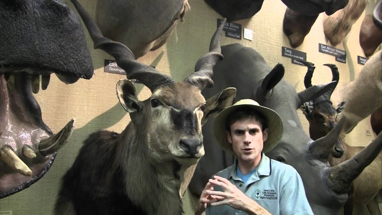 Giant Eland