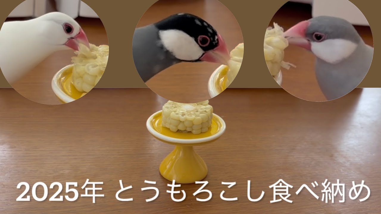 文鳥さんに 今年最後のとうもろこしをあげました