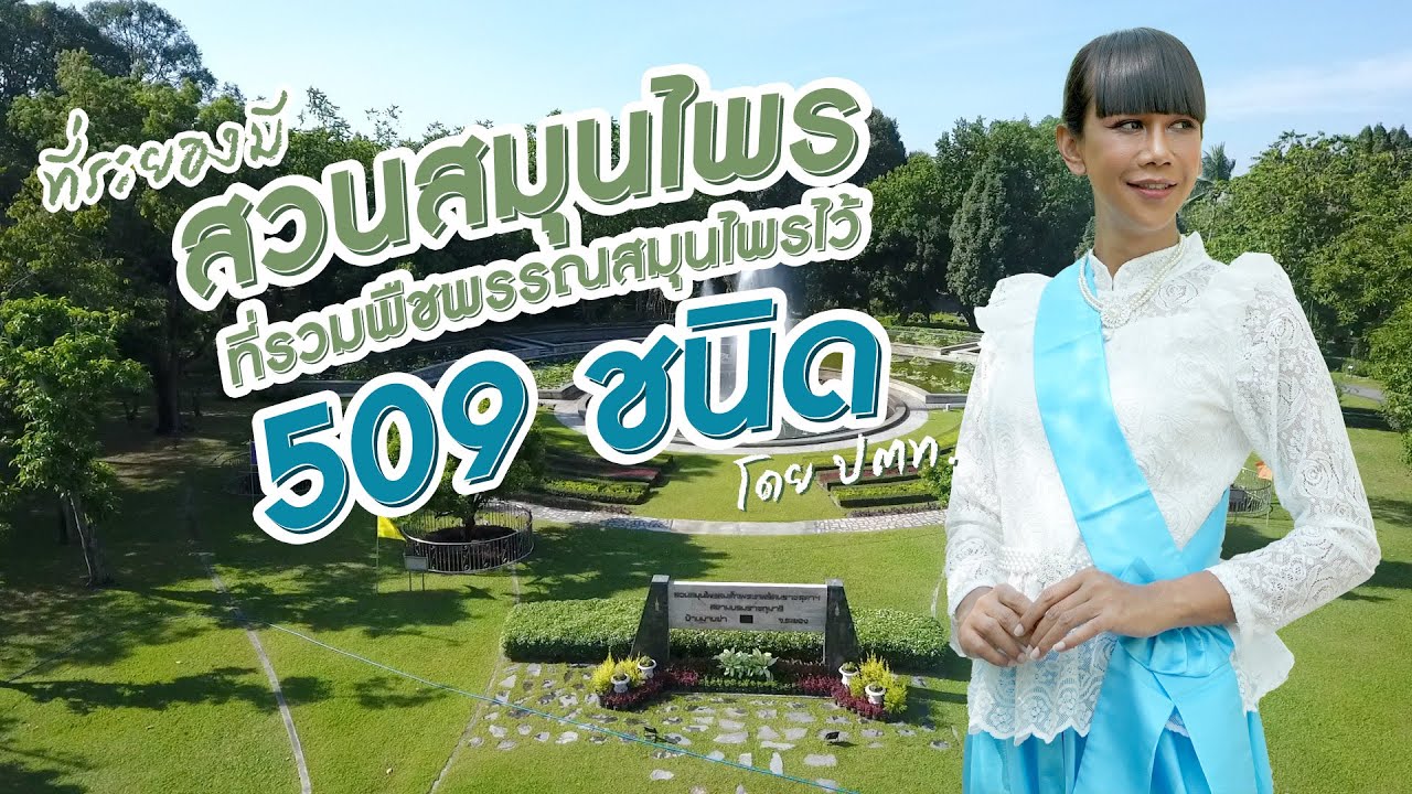 ที่ระยองมีสวนสมุนไพร ที่รวมพืชพรรณสมุนไพรไว้ 509 ชนิด โดย ปตท.