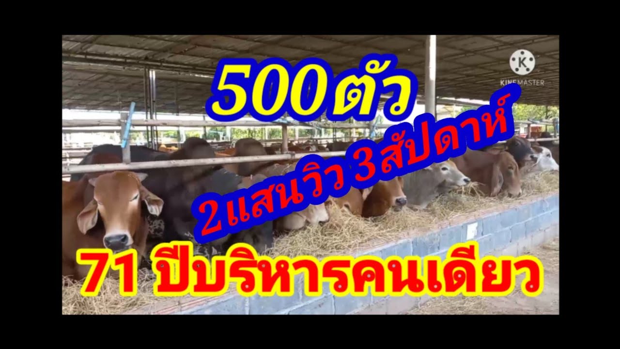 ขุนวัว500ตัว 71ปีบริหารคนเดียว เรียนไม่จบความรู้ไม่มี ชอบตรงที่ลุงซื้อวัวใจนักเลงจริงๆ#พูดจาภาษาวัว