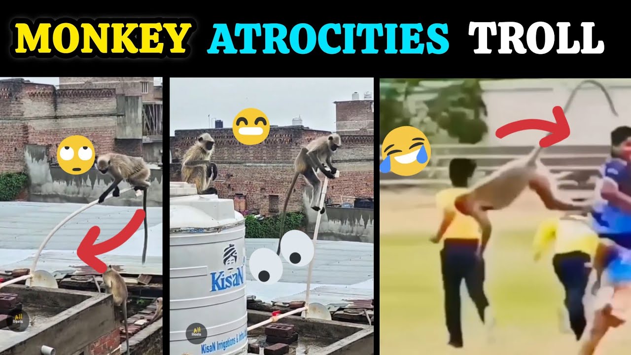குரங்குகளின் அட்டகாசங்கள் 🤣🤣😝 Troll 