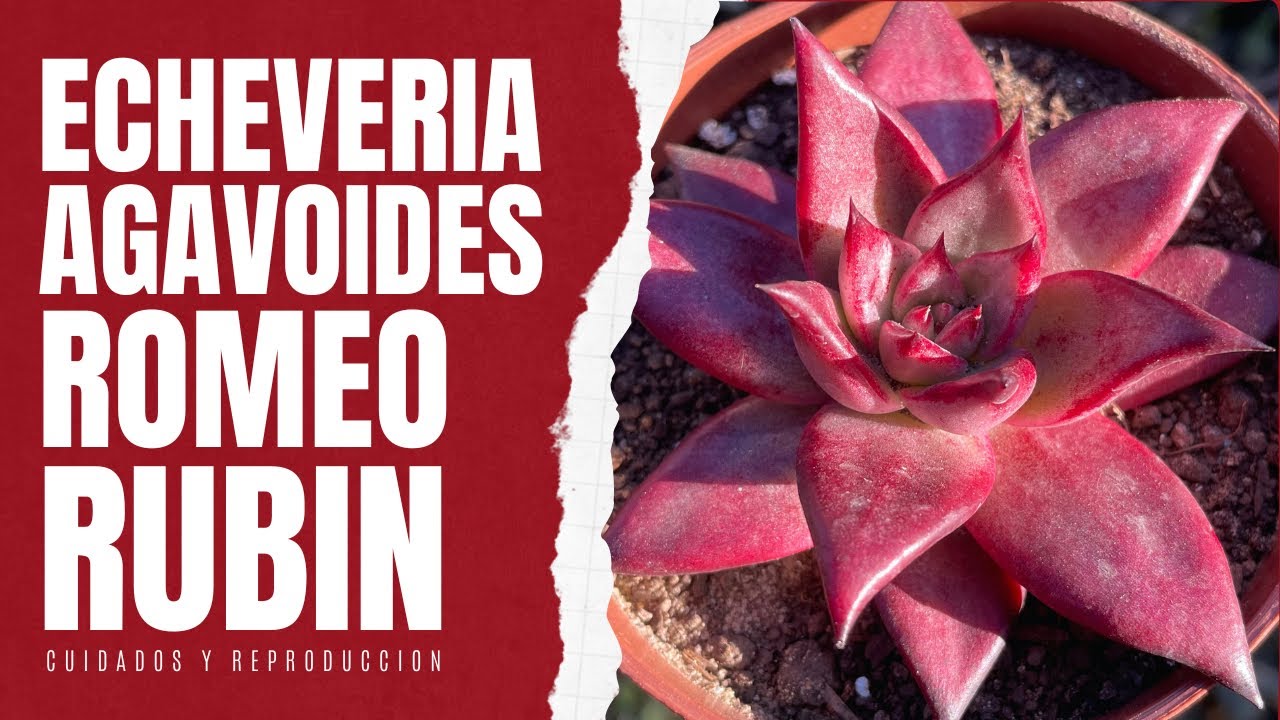 ECHEVERIA AGAVOIDES ROMEO RUBIN: La suculenta rojo rubí