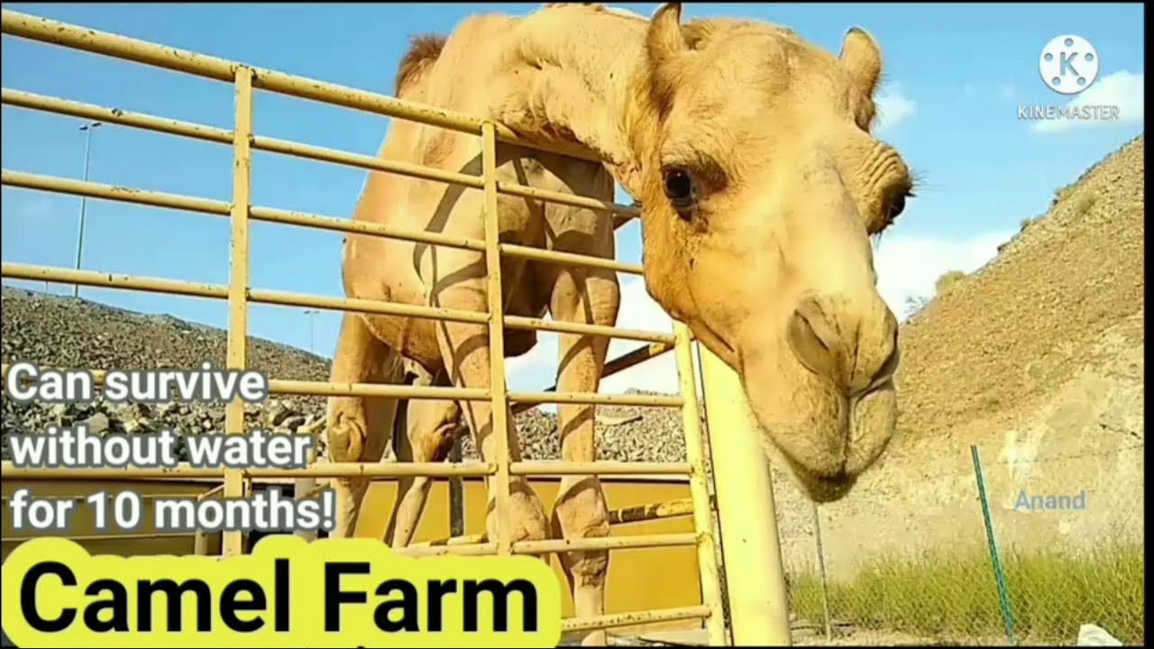 Camel farm in Dubai / got Kisses from baby camel / Cattle farm in UAE ( mini dinosaurs )