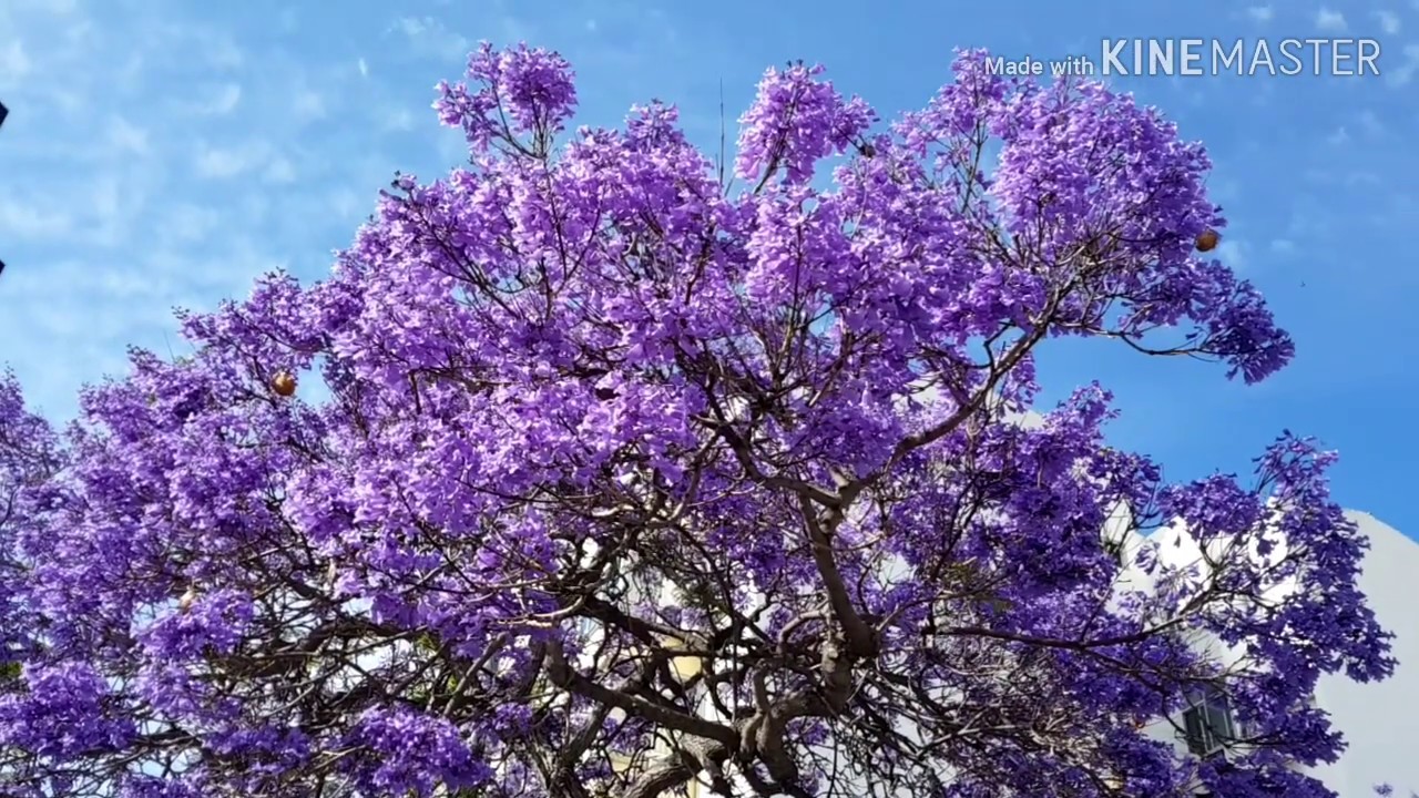 Жакаранда мимозолистная. Jacaranda mimosifolia