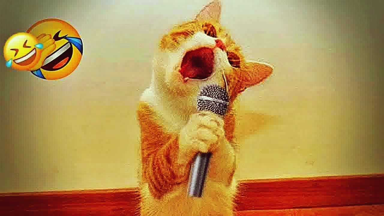 𝐅𝐮𝐧𝐧𝐲 𝐃𝐎𝐆𝐒 𝐚𝐧𝐝 𝐂𝐀𝐓𝐒 𝐕𝐢𝐝𝐞𝐨𝐬 𝟐𝟎𝟐𝟒 😹🐱🙀 𝐁𝐞𝐬𝐭 𝐅𝐮𝐧𝐧𝐢𝐞𝐬𝐭 𝐀𝐧𝐢𝐦𝐚𝐥 𝐕𝐢𝐝𝐞𝐨𝐬 🐤