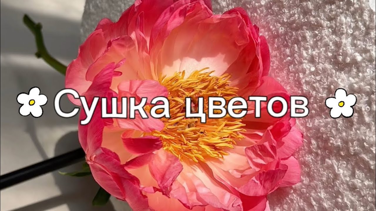 Как засушить цветы под смолу