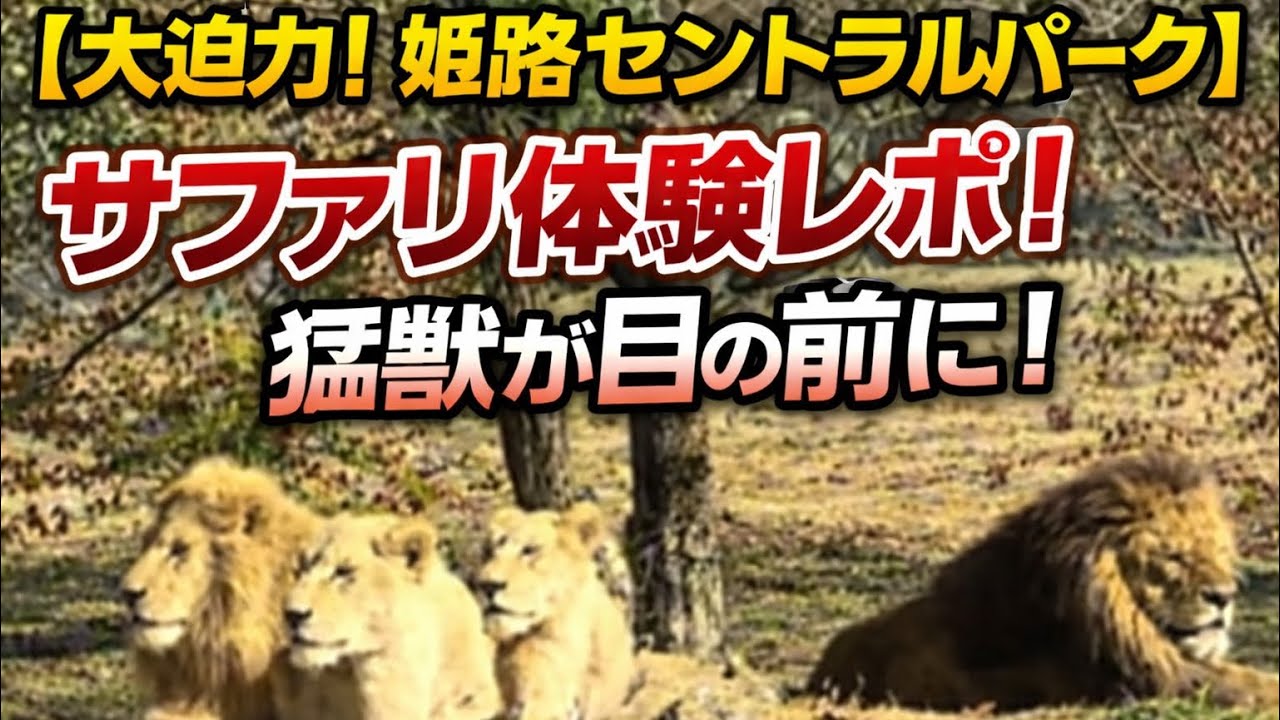 【大迫力！姫路セントラルパーク】サファリ体験レポ！猛獣が目の前に！