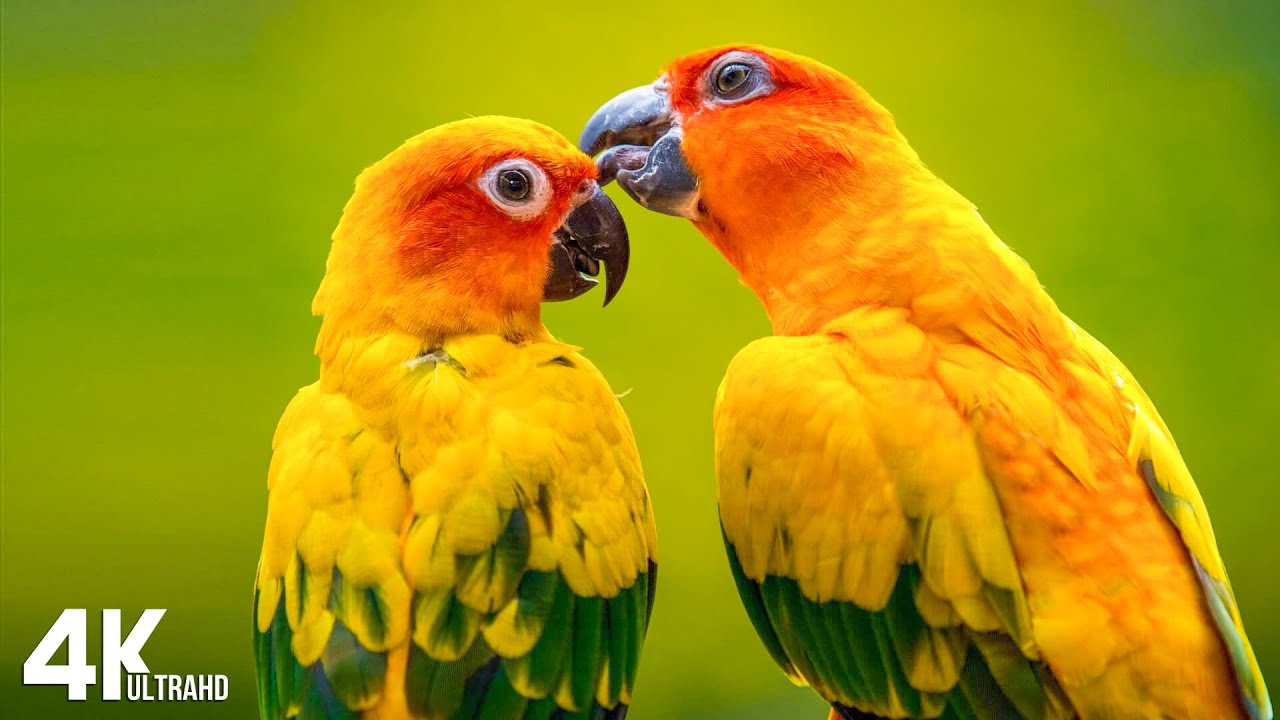 Breathtaking Colors of Nature in 4K III 🐦Beautiful Nature - Sleep Relax Music 4K UHD TV Screensaver