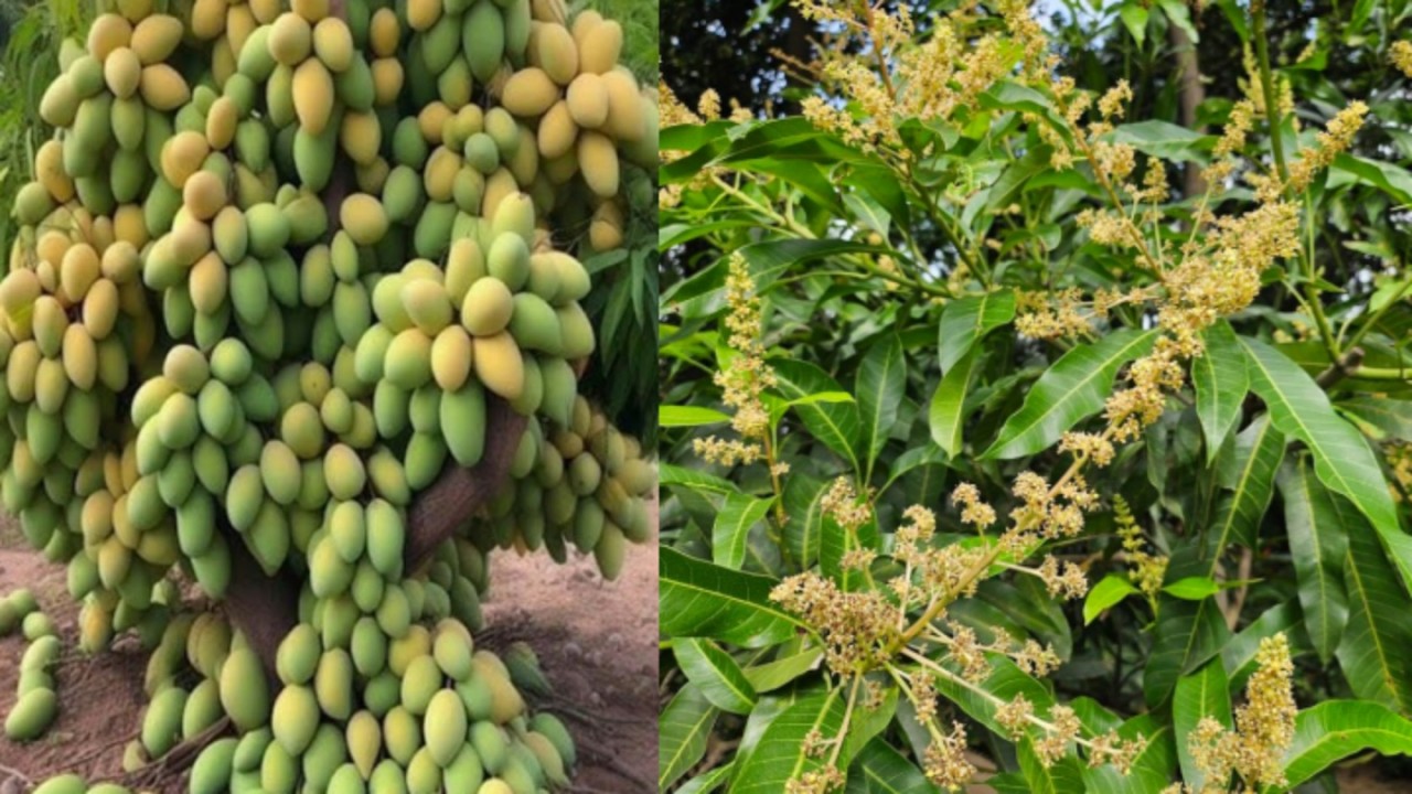 Grow mango branch at home/