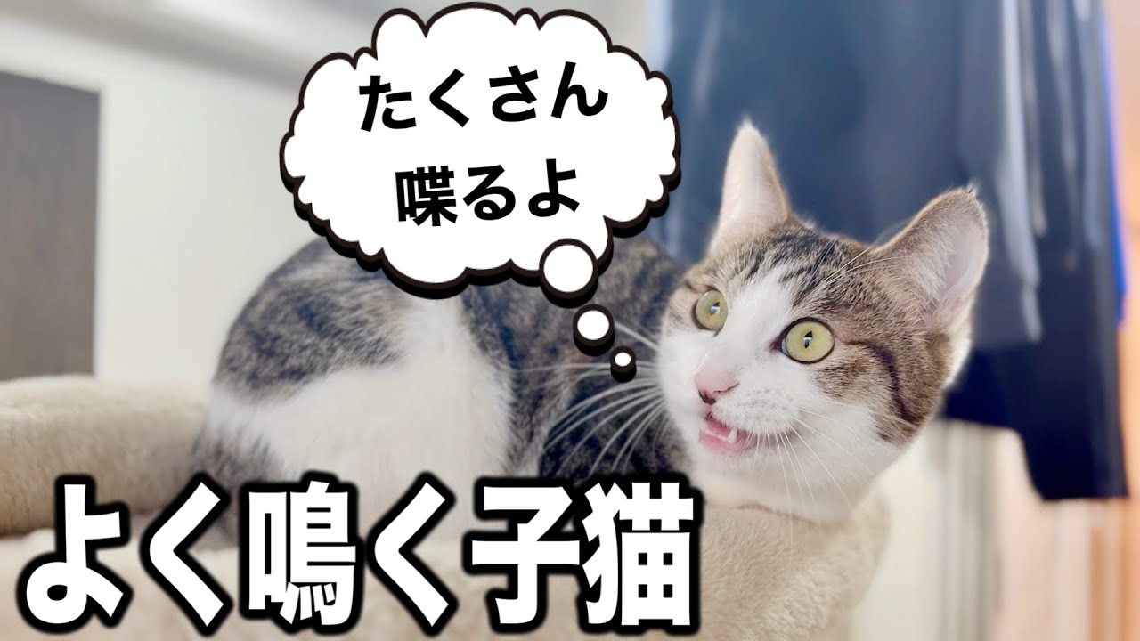よくお喋りしてるウチのニャンコたちが面白い【３匹の保護猫】