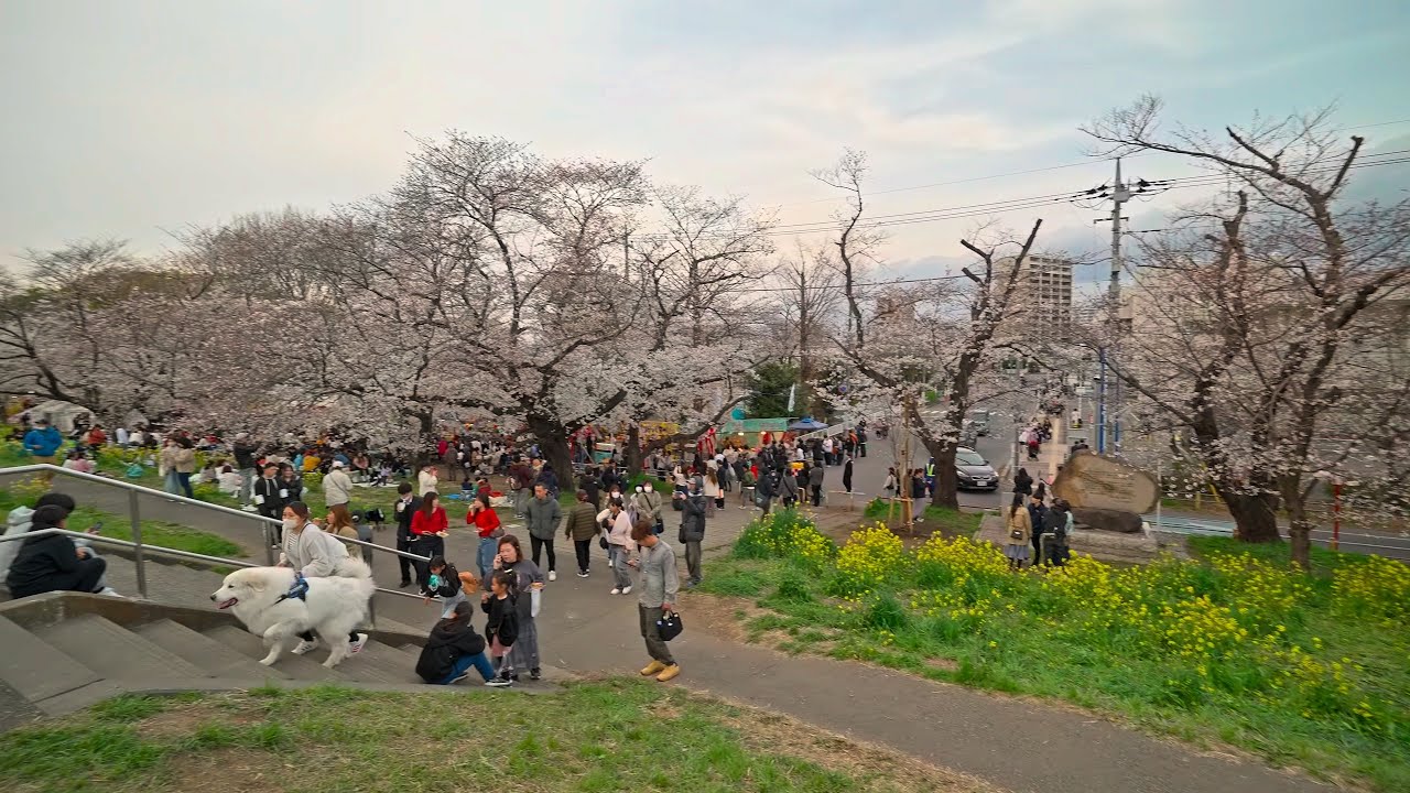 Kumagaya sakura and rapeseed, Japan 2025 • 4K