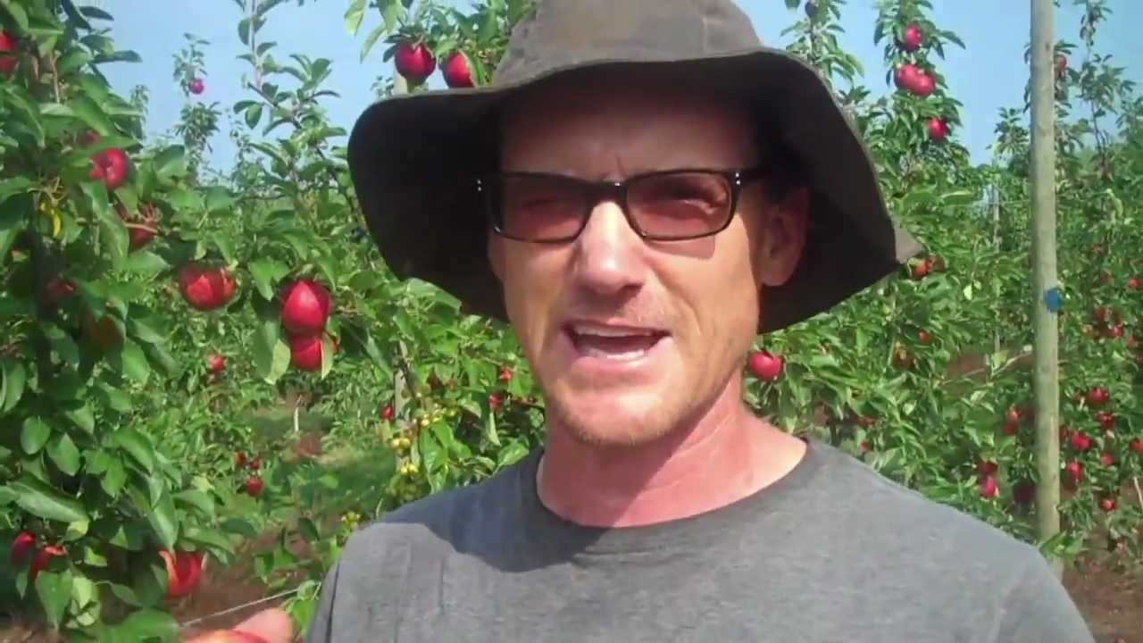 A SweeTango Grower's Story - Mark Russell, Whittier Fruit Farm