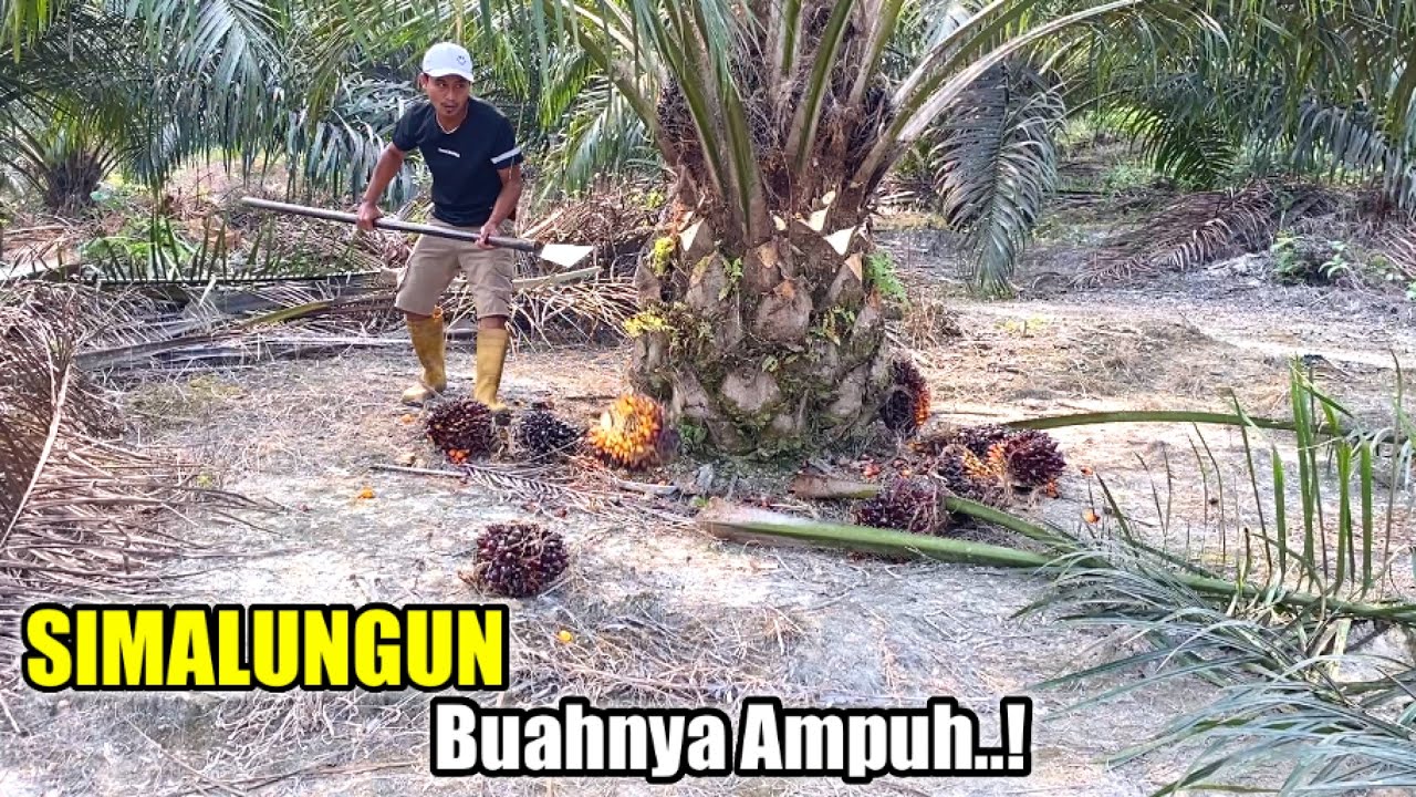 PANEN SAWIT PPKS SIMALUNGUN BUAHNYA AMPUH