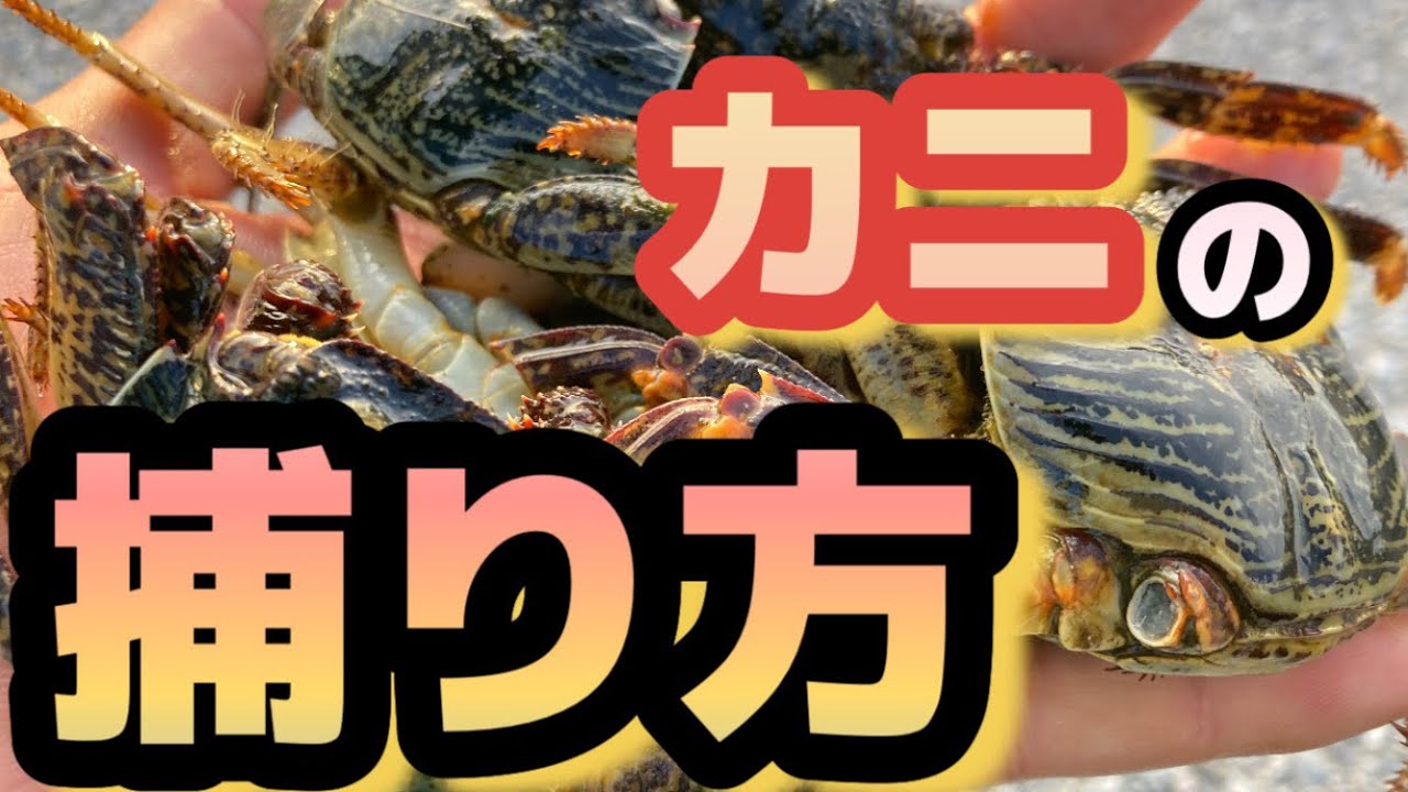 【カニ捕り】釣果が変わる！チヌとマクブの本命エサを捕まえてみた