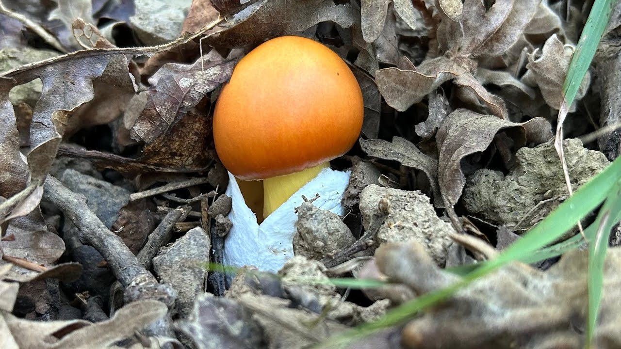Primera Amanita caesarea y Boletus aereus 05/09/2025