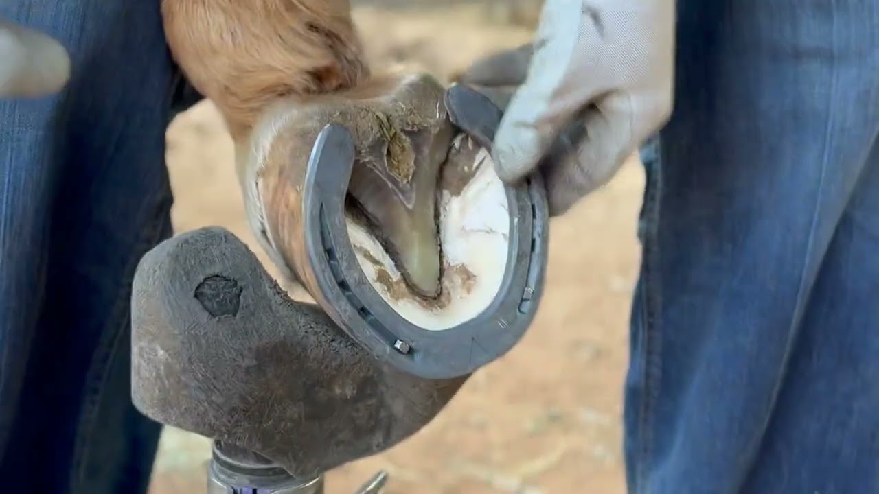Quality Farrier around Stephenville Texas