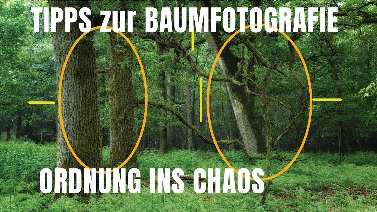 Baumfotografie | Waldfotografie | Ordnung ins CHAOS  | Landschaftsfotografie
