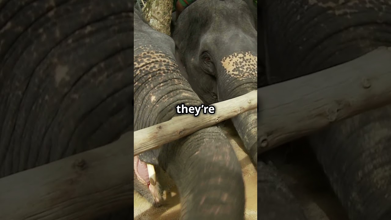 Hilarious and Amazing Facts About Elephants!