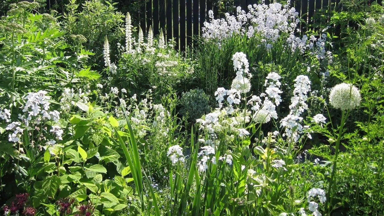 МНОГОЛЕТНИЕ РАСТЕНИЯ ДЛЯ малоуходного БЕЛОГО САДА. White Moon Garden.
