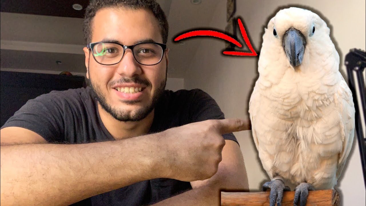 اتحداك بعد مشاهدة الفيديو راح تشتري ببغاء كوكاتوو😍 (سبحان الله)