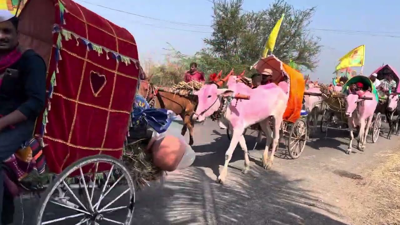 👑बैलगाडी घेऊन निघाले यात्रेला bail premi 🙏नाद कारंड्या लाडीचा चिंचणी मायाका देवी🚩 (सांगली प्रविण)