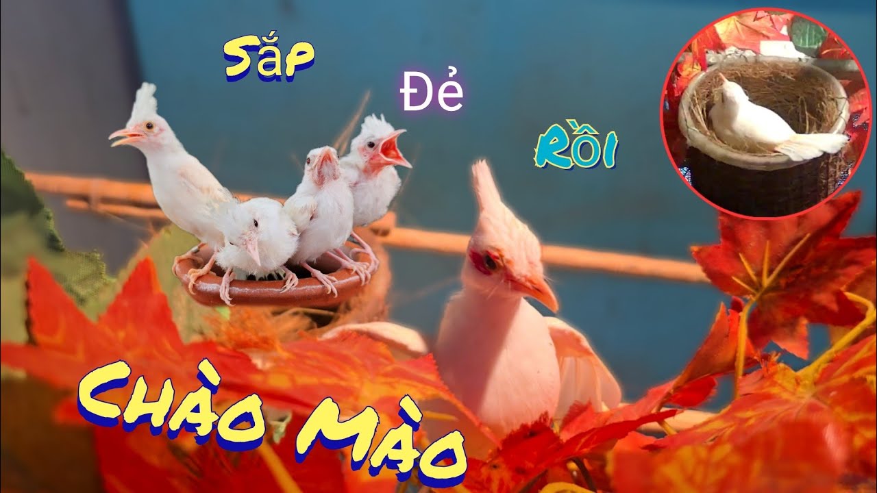 Quấn Tổ Chào Mào Bạch Sinh Sản Và Cắt Cành Cây Mai /Nhân Bé Nhỏ 