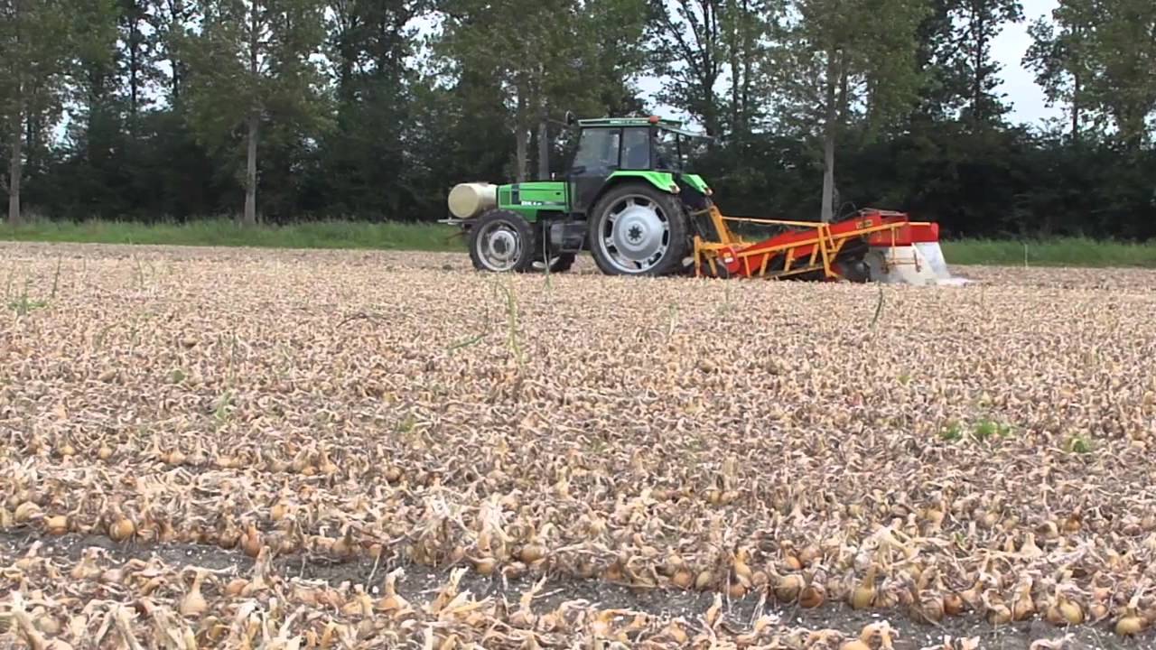 Uien rooien in de Nop.