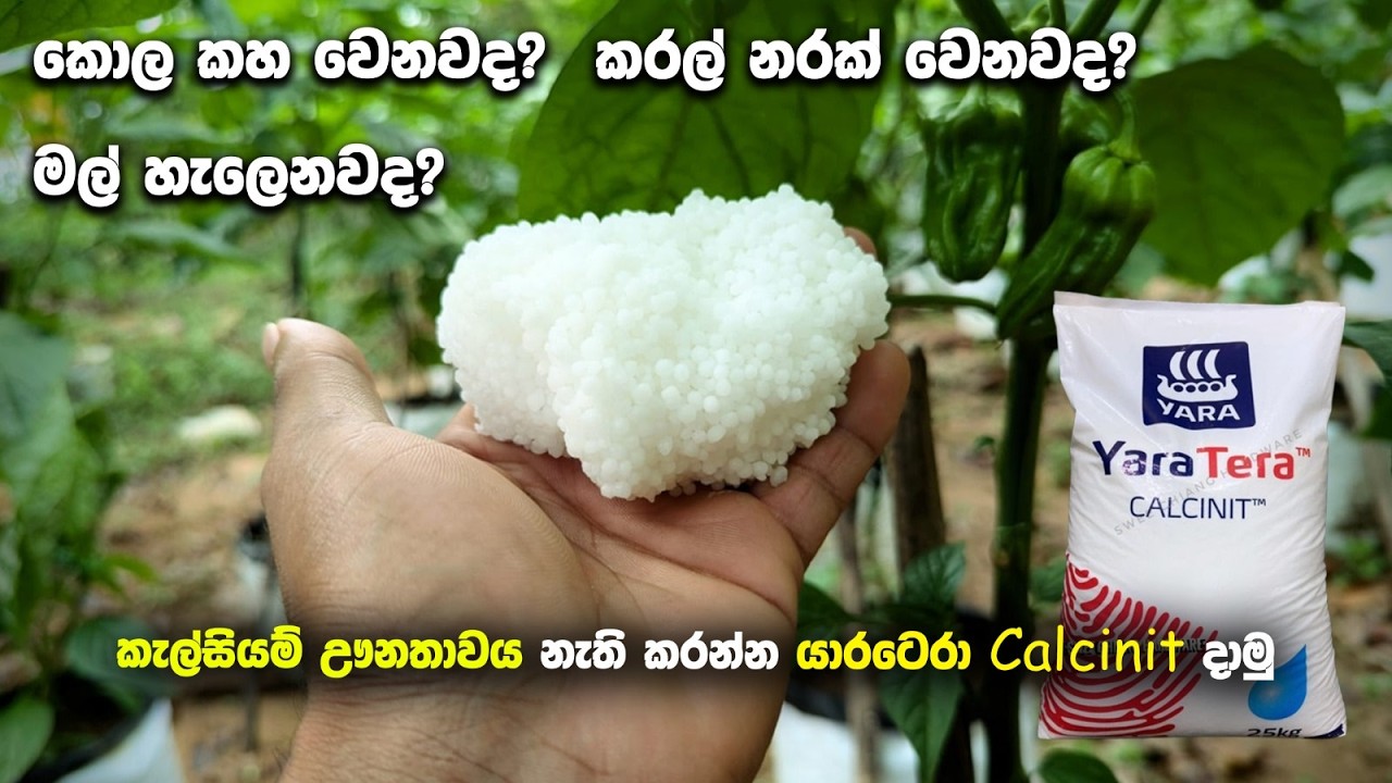 කැල්සියම් ඌනතාවය නැති කරන්න යාරටෙරා Calcinit දාමු | Day 80
