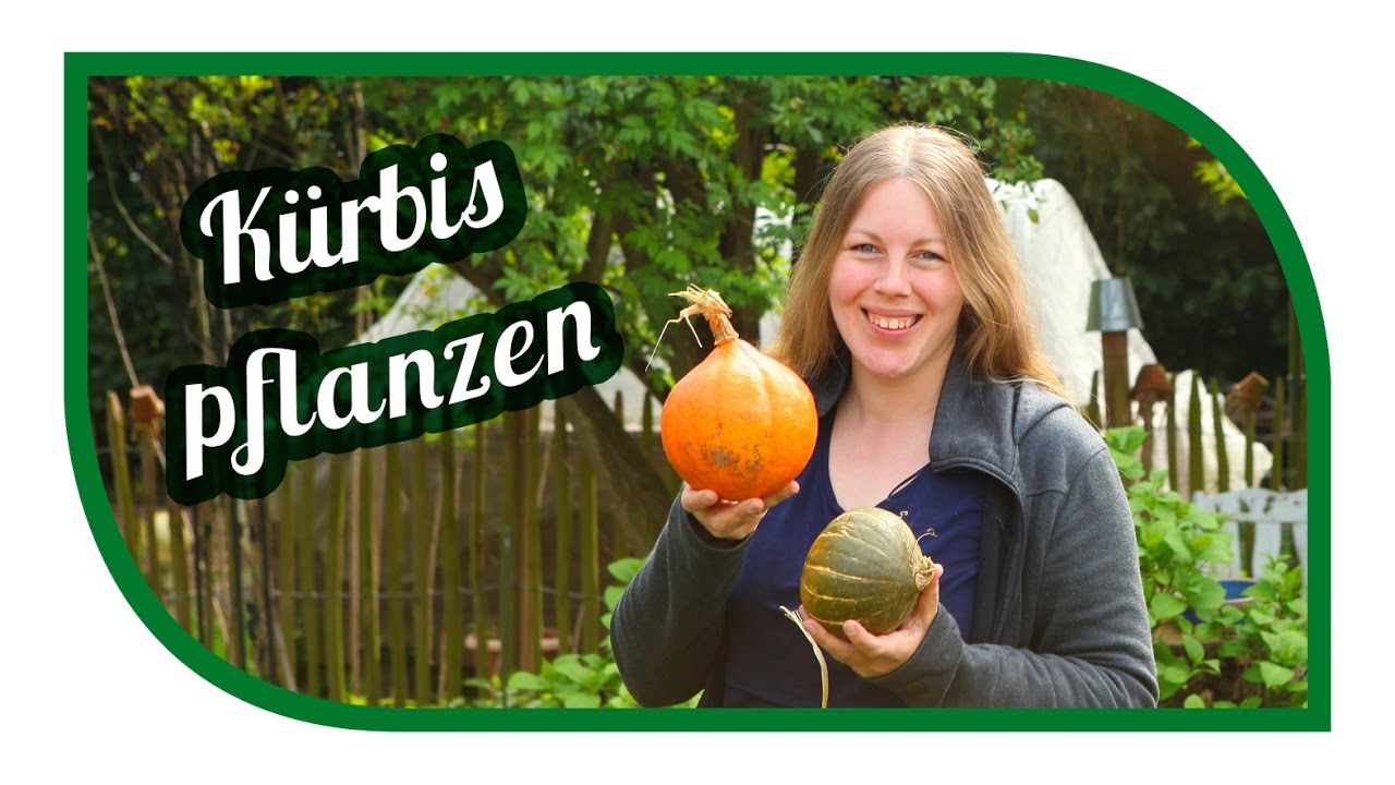 Kürbis erfolgreich anbauen 🎃 Hokkaidokürbis richtig Lagern 🎃 Kürbisgewächse im Gemüsegarten