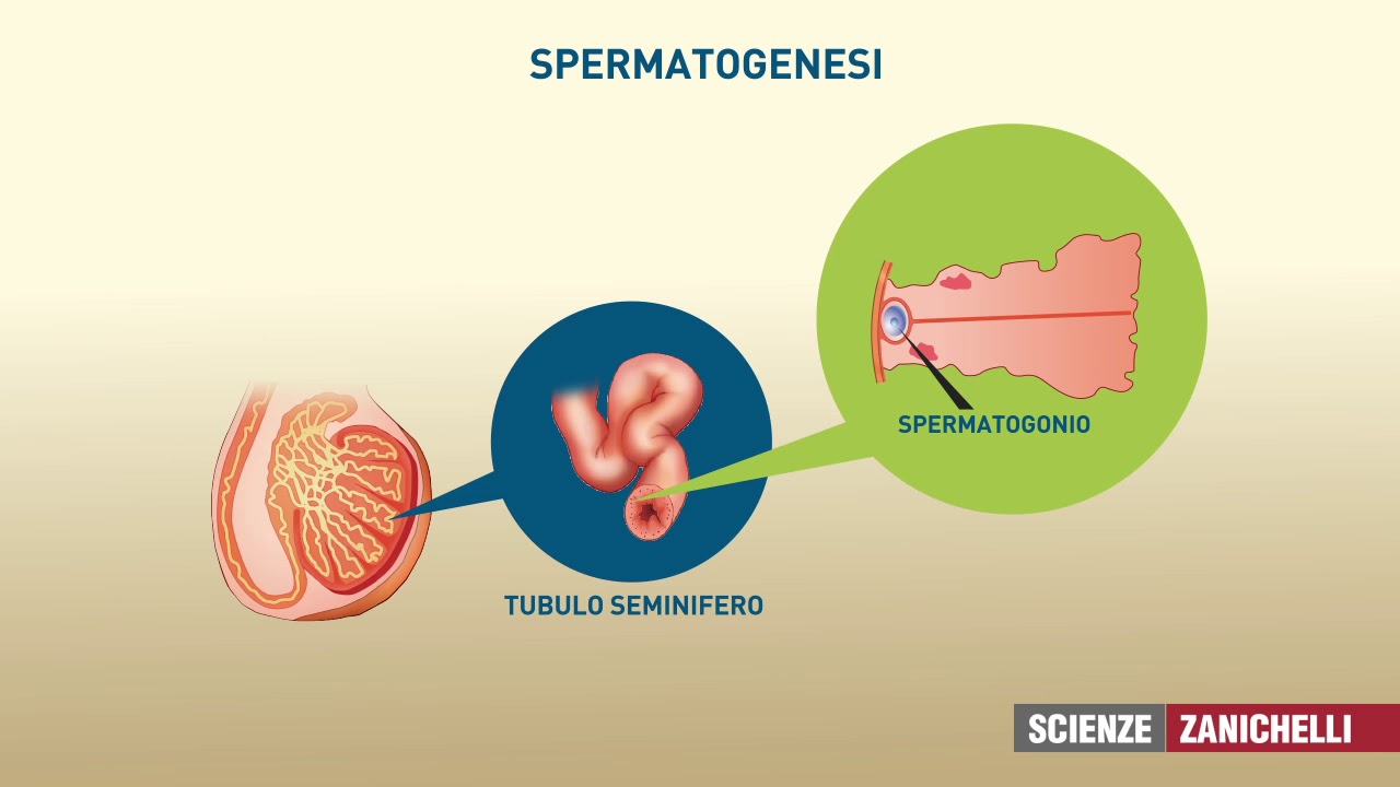 testicoli e spermatozoi