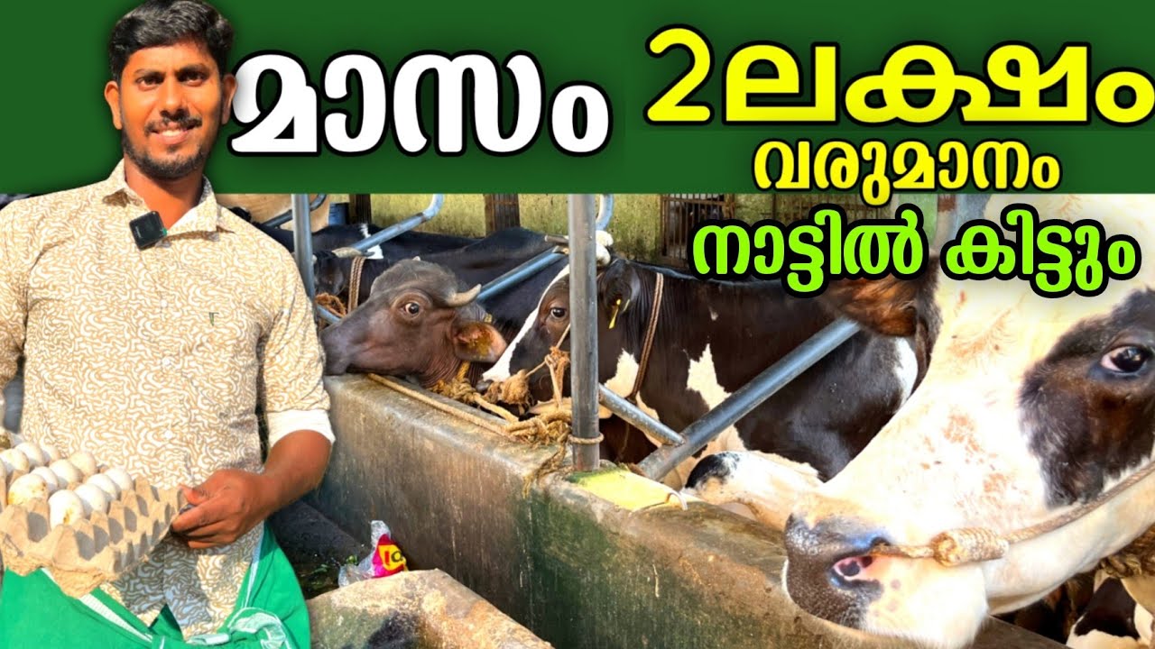 മാസം 2 ലക്ഷം വരുമാനമുള്ള പശു ഫാം തുടങ്ങാൻ ആഗ്രഹിക്കുന്നുണ്ടോ?  | Successful dairy farmer in Kerala