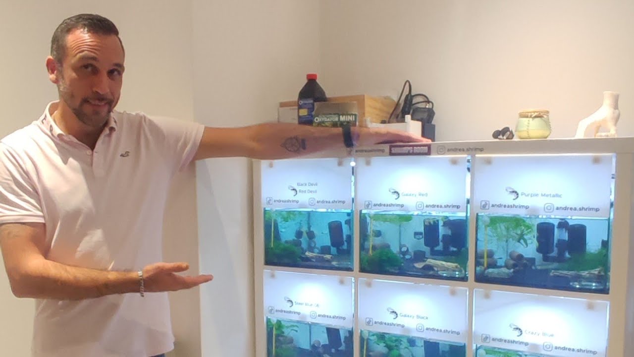 Visite chez un éleveur  de crevettes d'exception