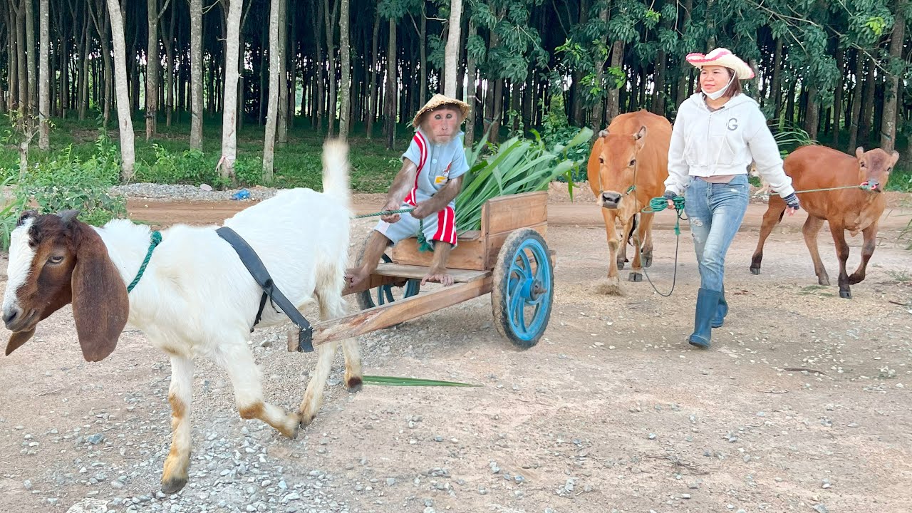 Cutis farmer takes goat follow mom to harvest grass feed cows!