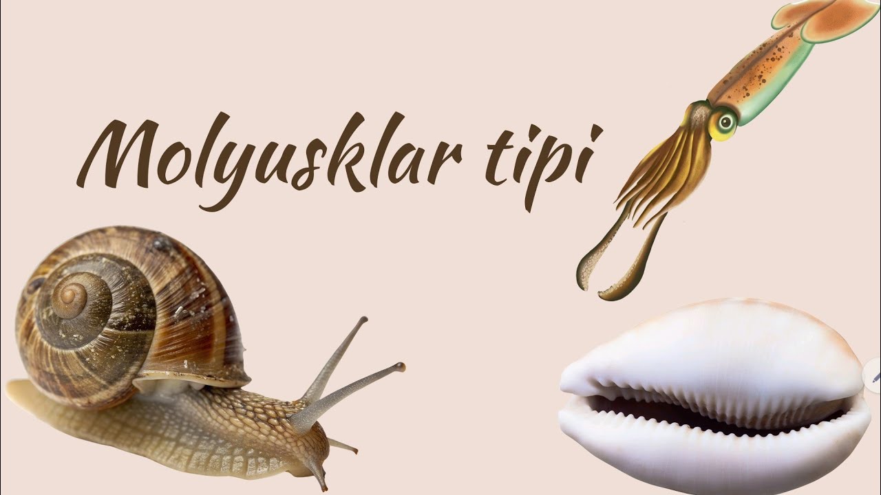 Zoologiya | Molyusklar tipi | Tam mövzu izahı | 0504632292 | 