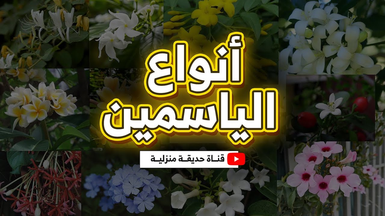 11 نوع لزهرة الياسمين حول العالم تعرف عليها